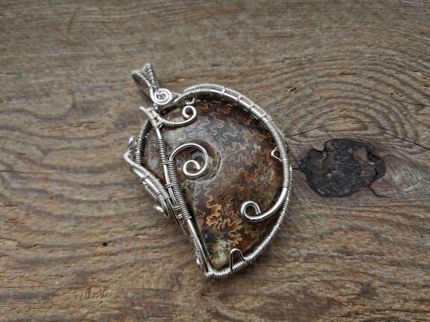 Ref.WW0001 - Polished amonite