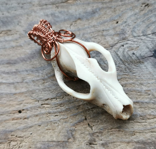 Ref.WW0054 - Wolf skull