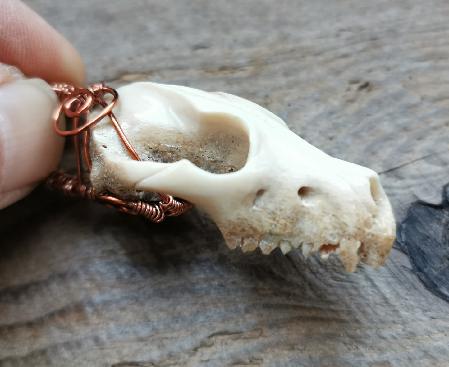 Ref.WW0054 - Wolf skull