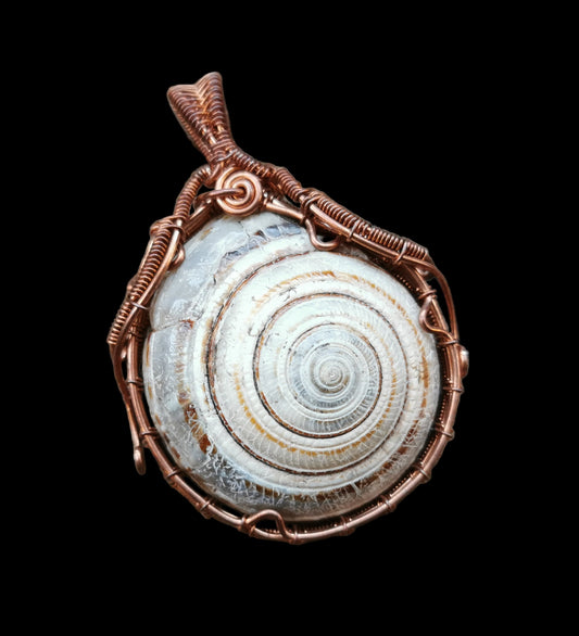 Ref.WW0118 - Sundial shell