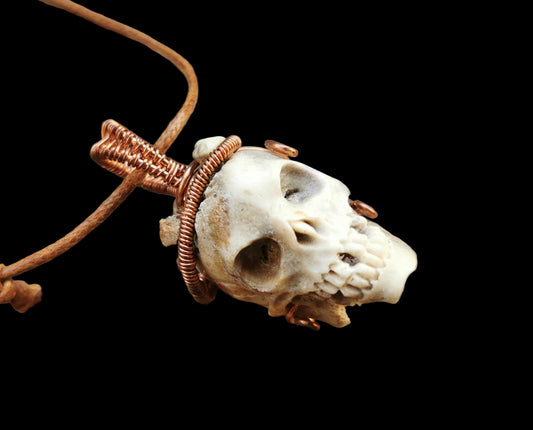 Ref.WW0140 - Human skull